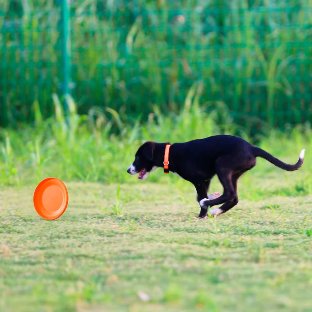 Build focus, movement, and fun for your dog.