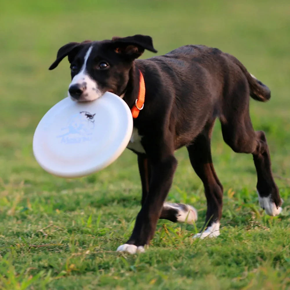 Build focus, movement, and fun for your dog.