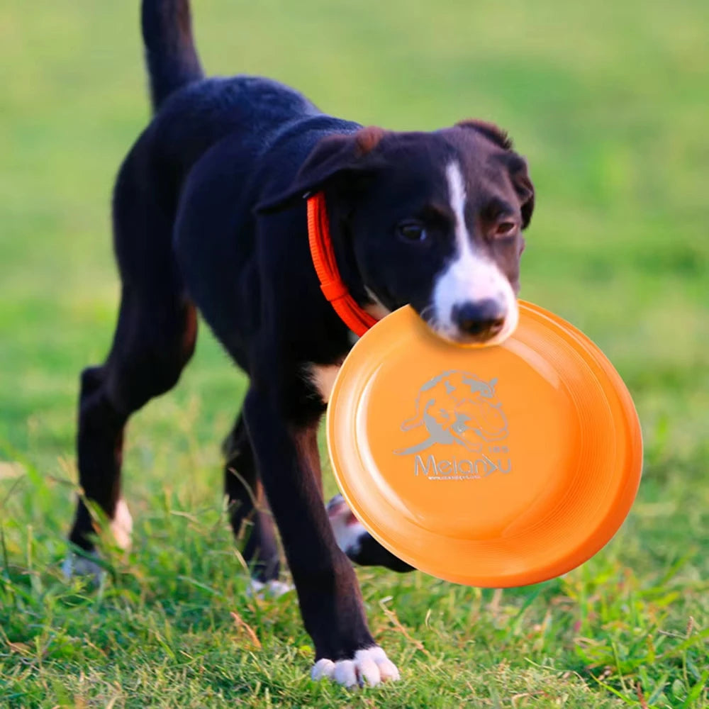 Build focus, movement, and fun for your dog.
