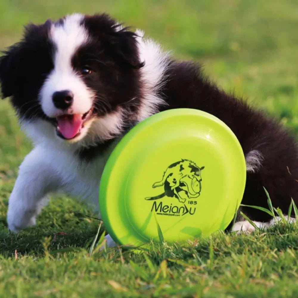 Build focus, movement, and fun for your dog.