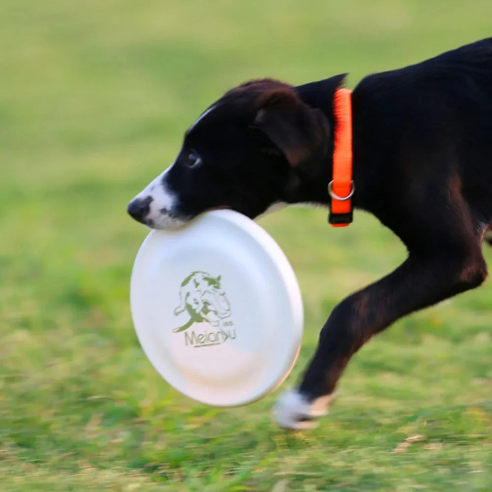 Build focus, movement, and fun for your dog.